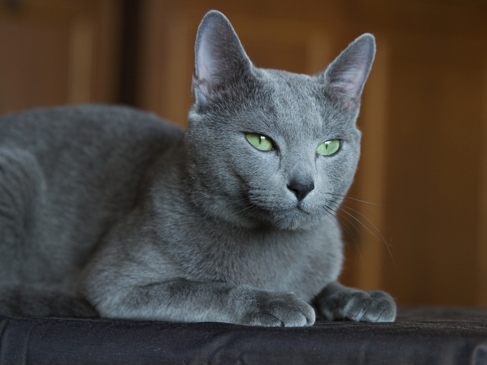 русская голубая кошка характер