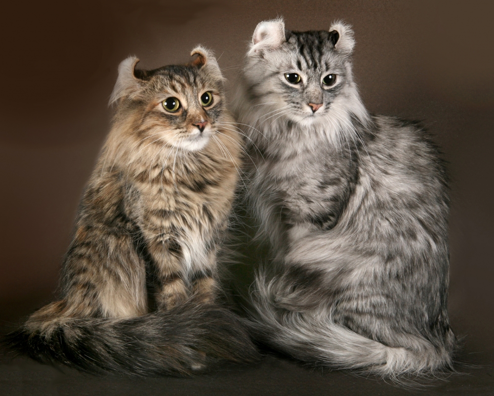 редкие породы кошек с фотографиями и названиями