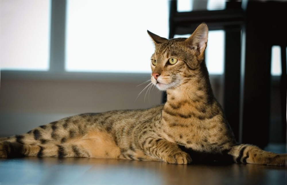 тигровая кошка фото