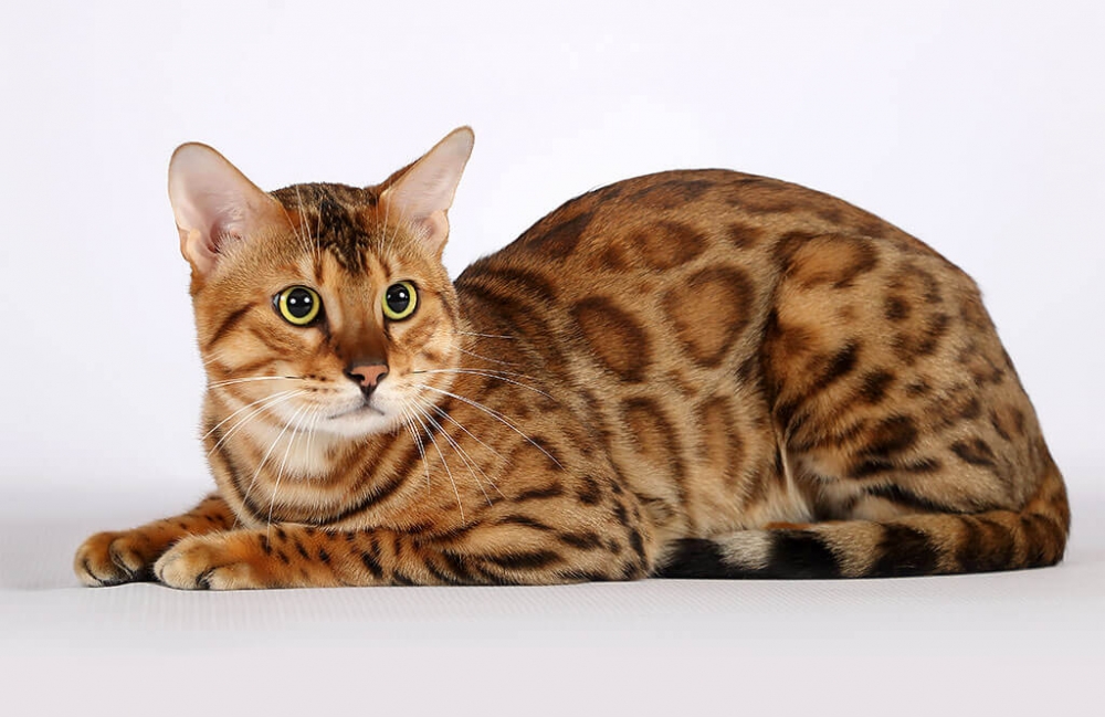 редкие породы кошек с фотографиями и названиями