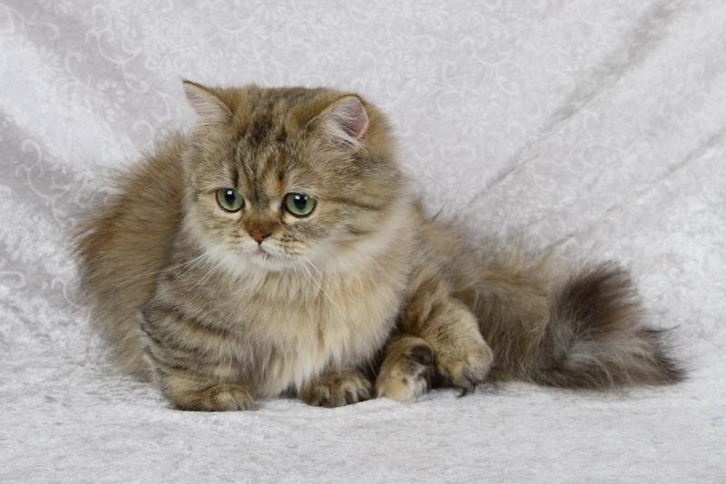 карликовые породы кошек с фотографиями и названиями
