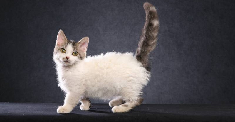 самая маленькая порода кошек в мире
