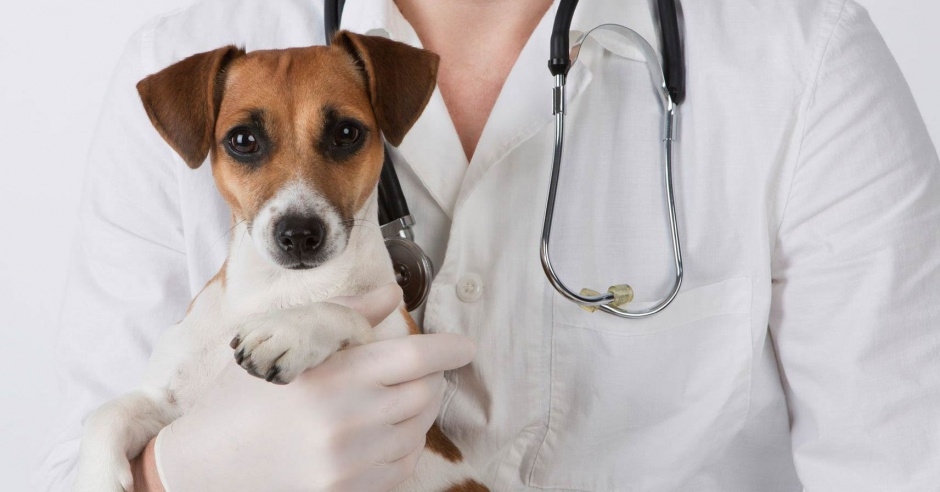 сердечная недостаточность у собаки симптомы и лечение