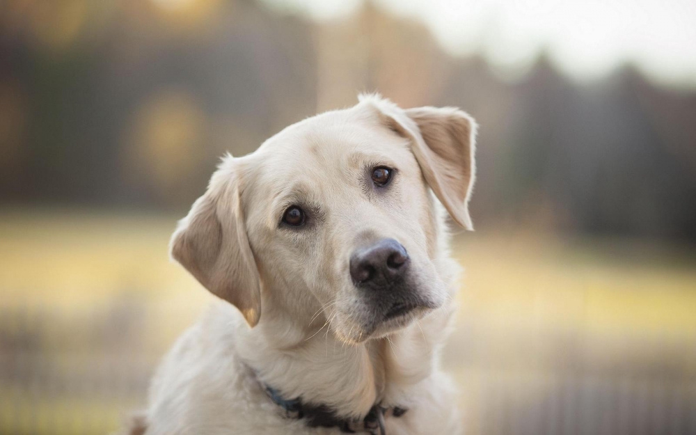 щелочная фосфатаза повышена причины у собак