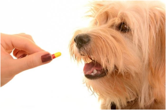 щелочная фосфатаза повышена причины у собак