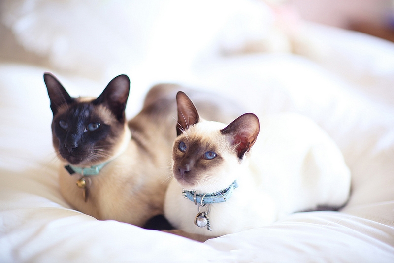 сколько живут сиамские кошки в домашних условиях