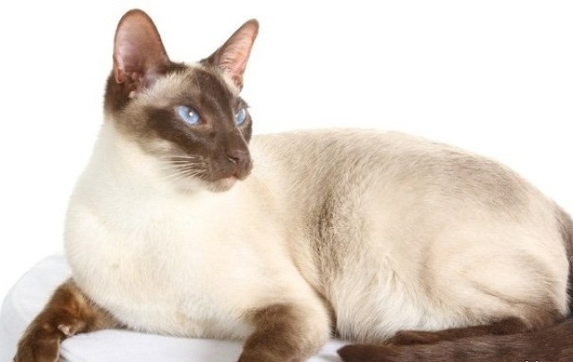 фото сиамской кошки с голубыми глазами