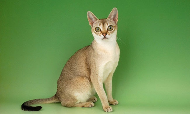 сингапура кошка