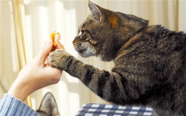 как часто кормить котенка