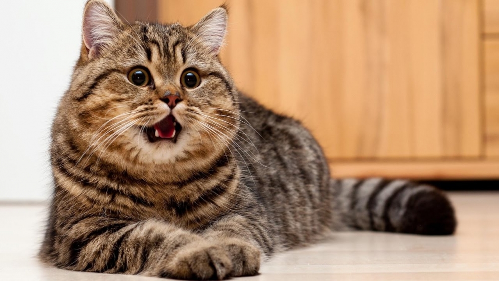 сколько живут кастрированные коты в домашних условиях