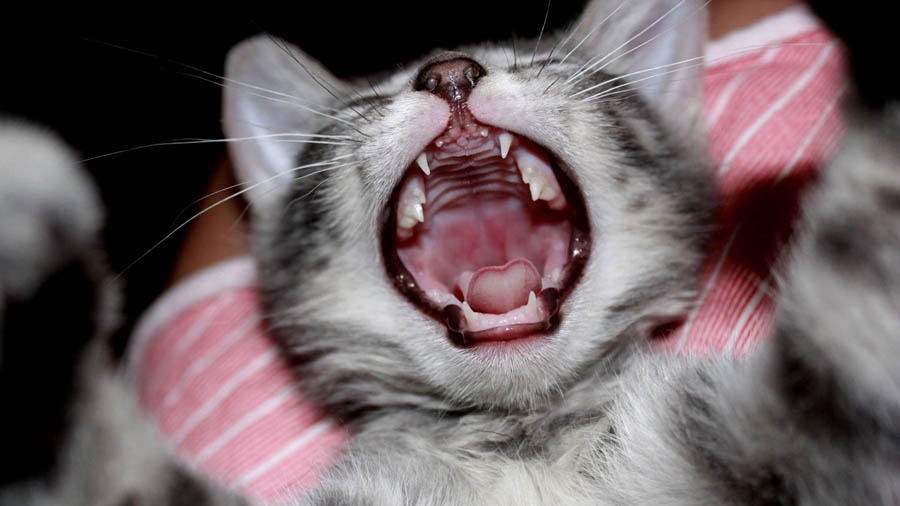 когда у котят меняются молочные зубы