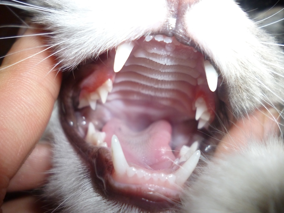 когда у котят меняются молочные зубы