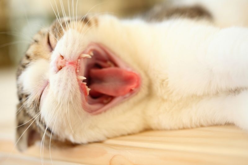 смена зубов у котят