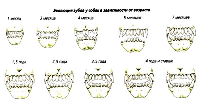 смена зубов у собак мелких пород