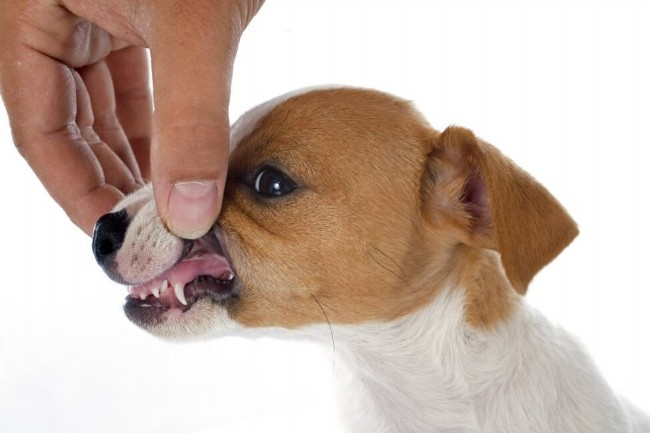 коренные зубы собаки