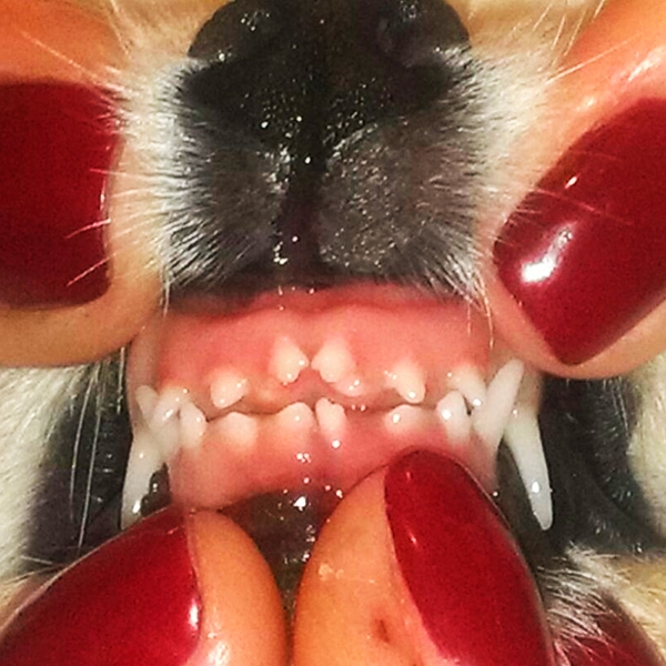 коренные зубы собаки