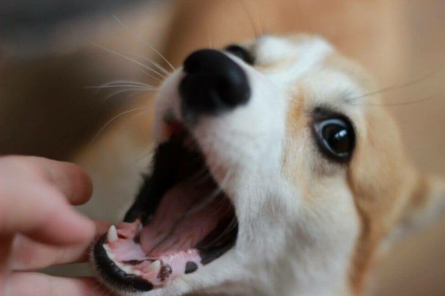 зубы у собаки схема