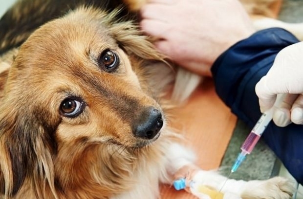стафилококк у собак симптомы и лечение