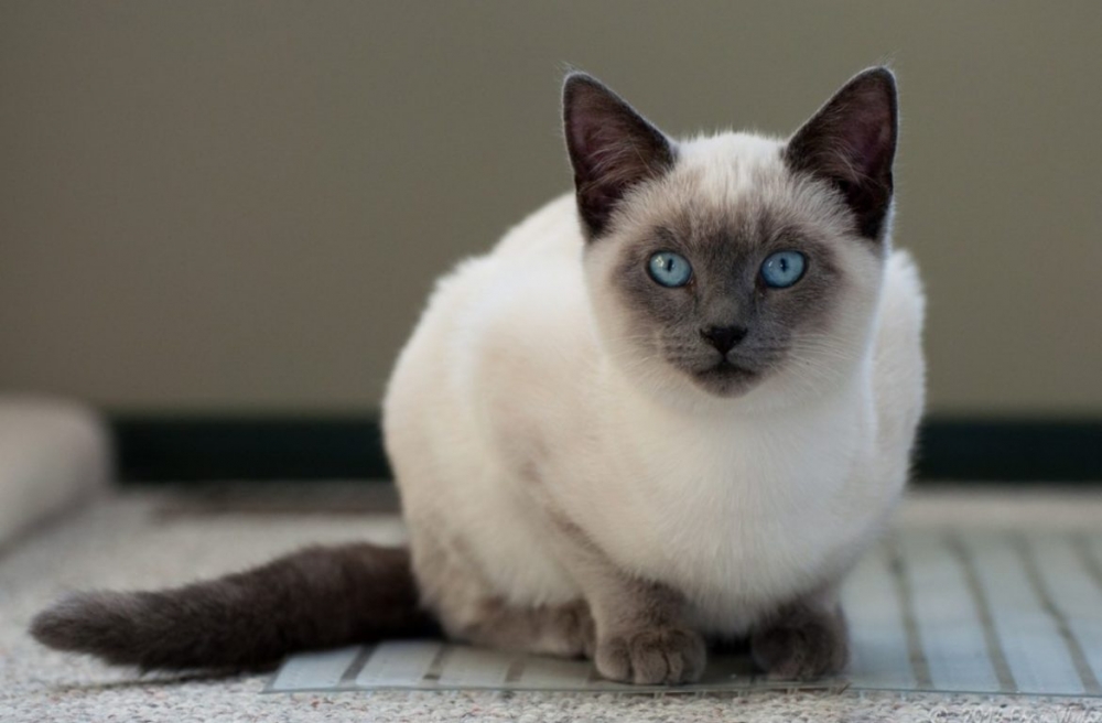 тайский кот характеристика породы
