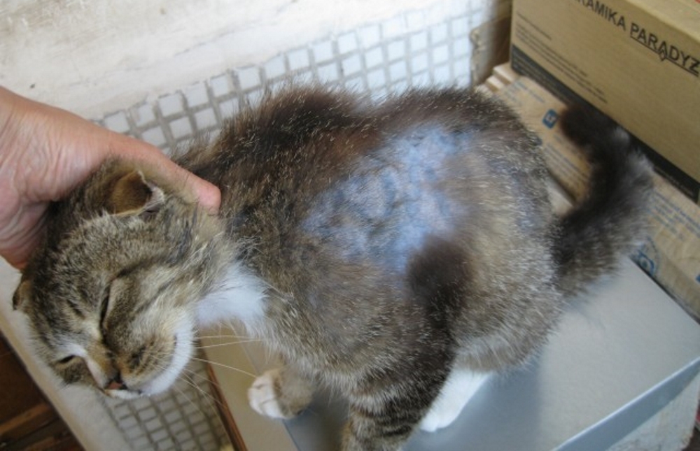 у котенка выпадает шерсть и шелушится кожа