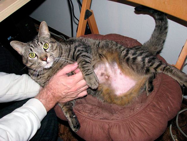 причины выпадения шерсти у кошек