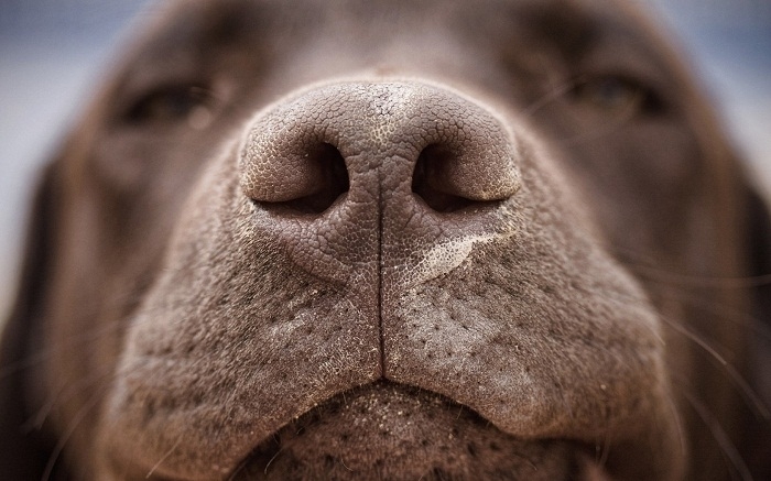 сухой нос у собаки причины