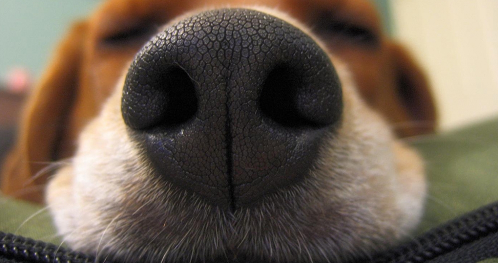 у собаки сухой нос и вялость