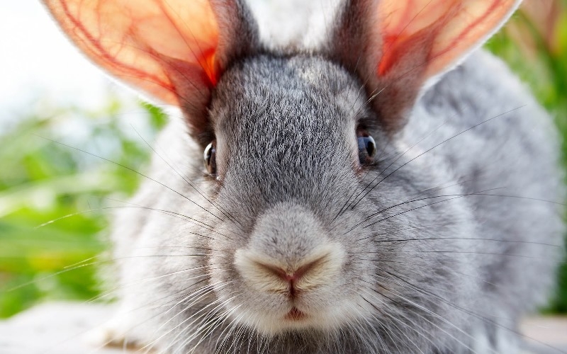 ушной клещ у кроликов лечение