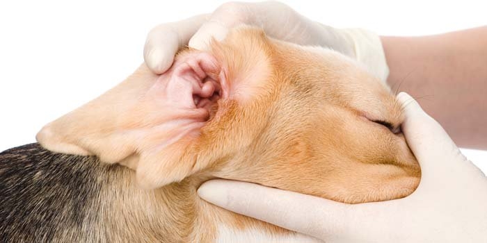 признаки ушного клеща у собак