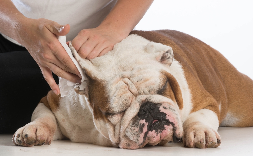 признаки ушного клеща у собак