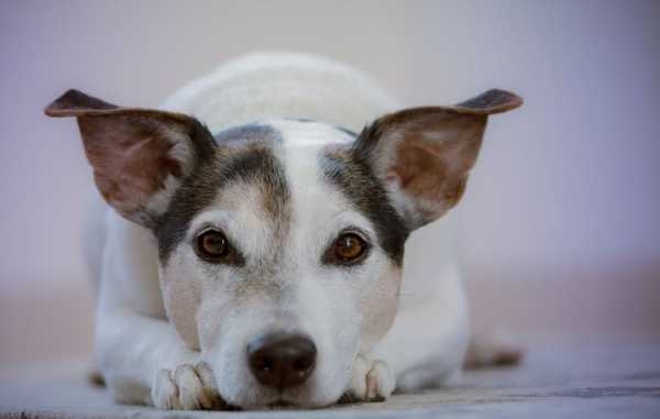 успокоительные средства для собак мелких пород