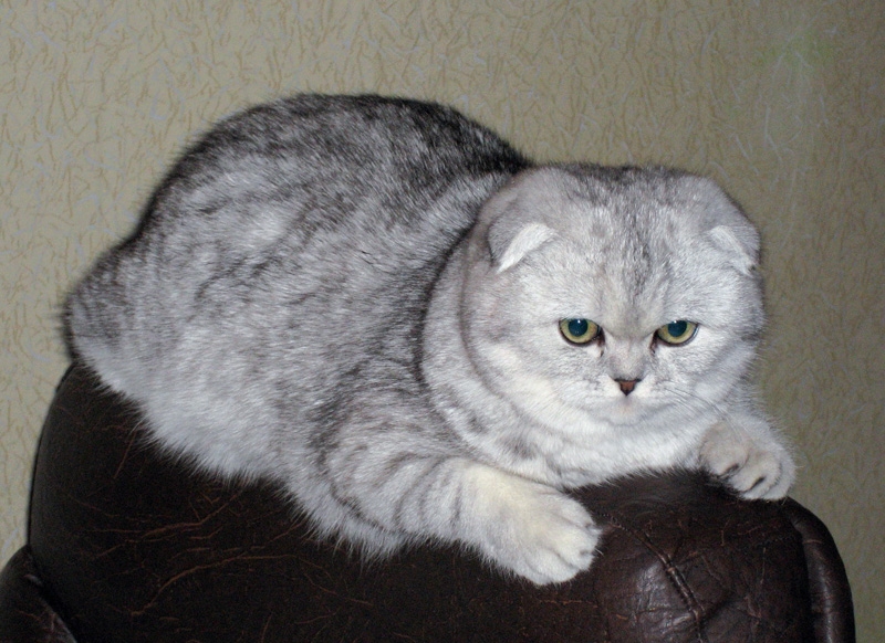 британская кошка вес и размер