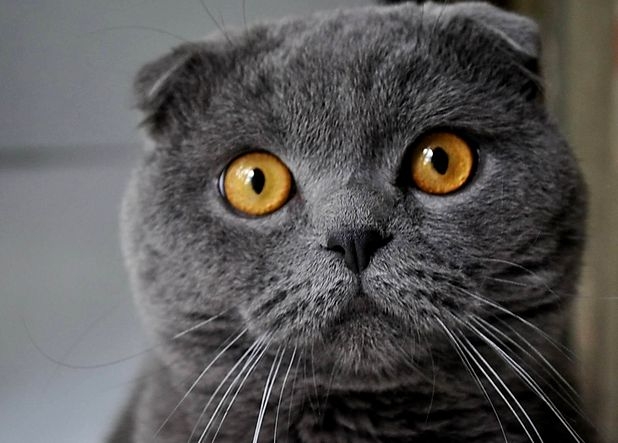 британская прямоухая кошка фото