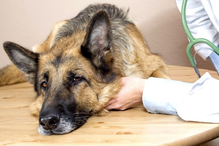 асцит у собаки лечение в домашних условиях