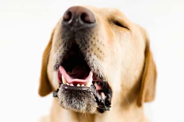 вольерный кашель у собак симптомы и лечение