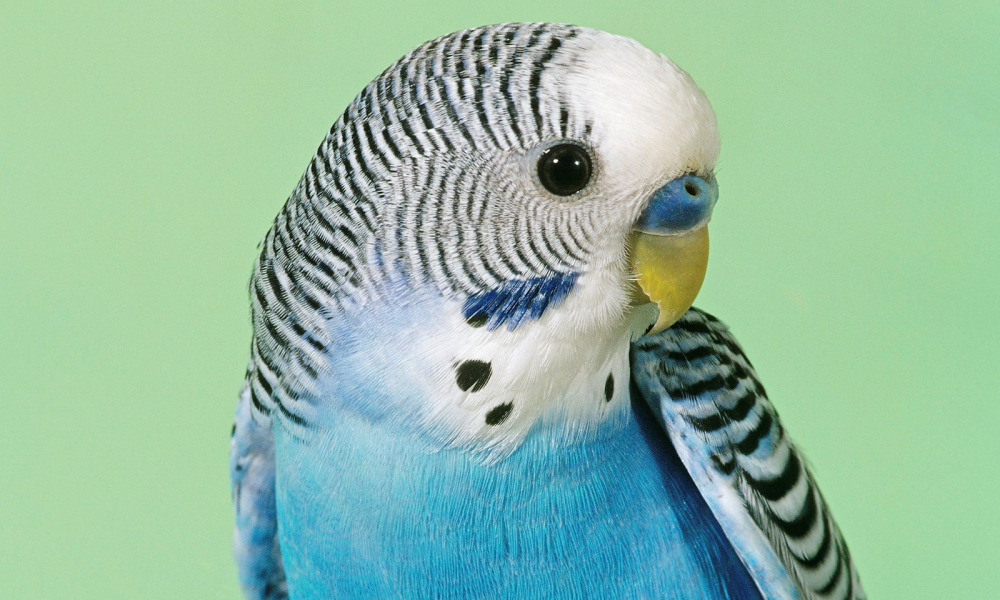 болезни попугаев волнистых симптомы фото