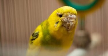 Болезни попугаев волнистых