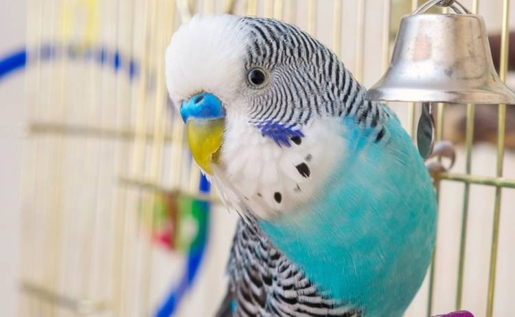 болезни попугаев волнистых и их лечение
