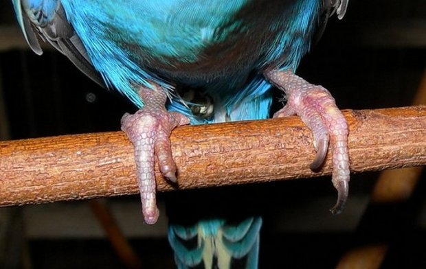 болезни попугаев волнистых симптомы фото