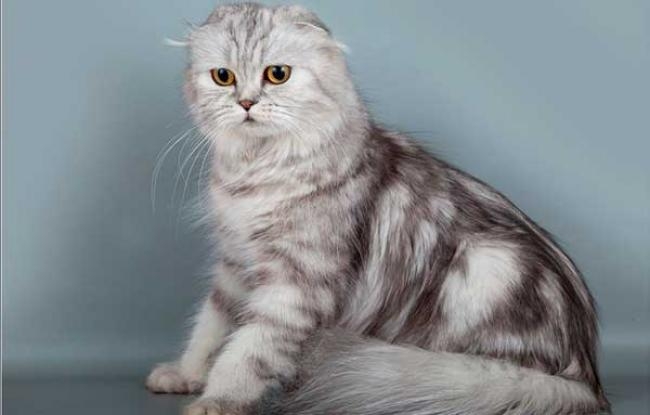 хайленд фолд шотландская вислоухая длинношерстная кошка фото