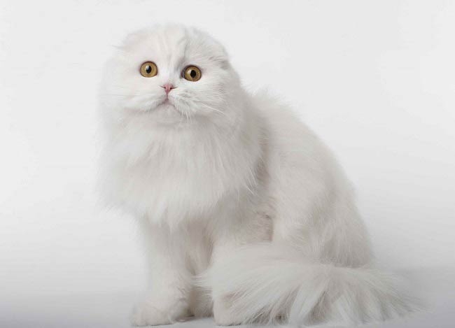 хайленд фолд шотландская вислоухая длинношерстная кошка фото