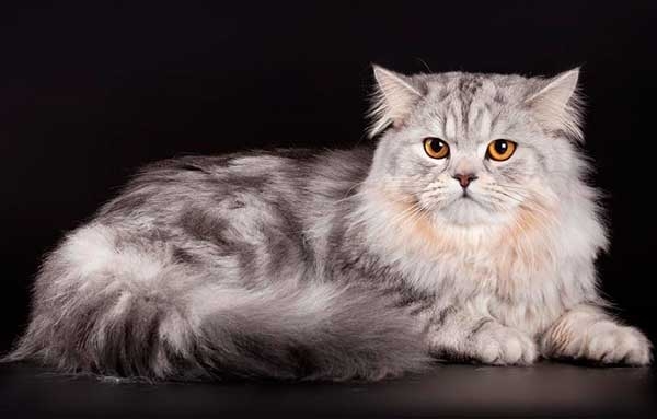 шотландская прямоухая длинношерстная кошка фото