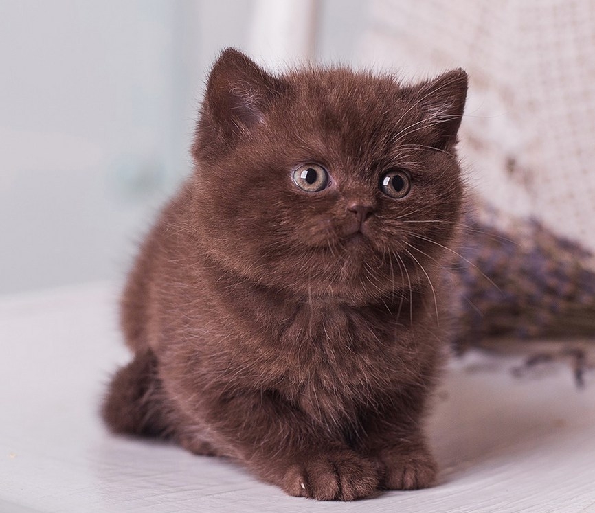 шоколадные кошки порода