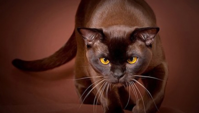 йоркская шоколадная кошка