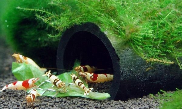 аквариумные креветки все виды фото и названия
