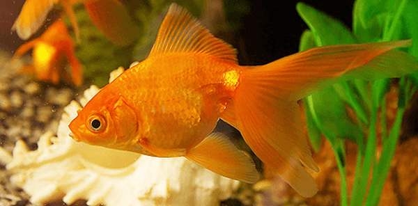 какие рыбки могут жить в одном аквариуме