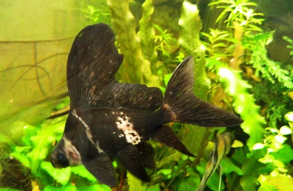 пресноводные аквариумные рыбки фото с названиями