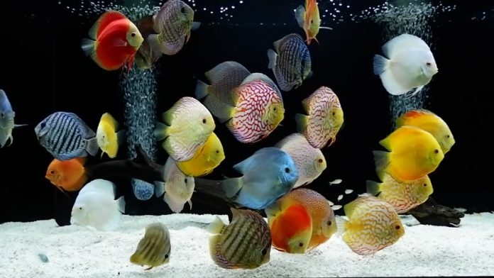 какие рыбки могут жить в одном аквариуме
