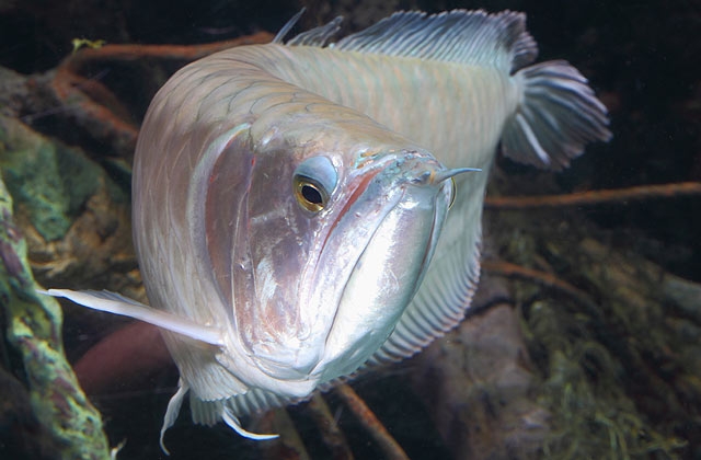 аквариумные рыбки фото с названиями и описанием