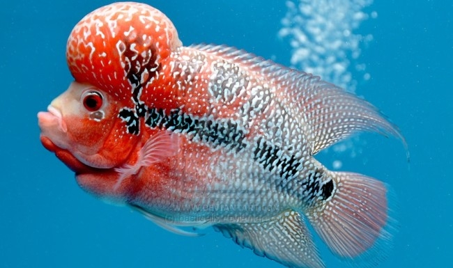 редкие аквариумные рыбки фото с названием
